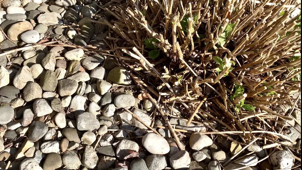 Trusted garden landscaping in Lumberton, NJ by SLS Landscaping