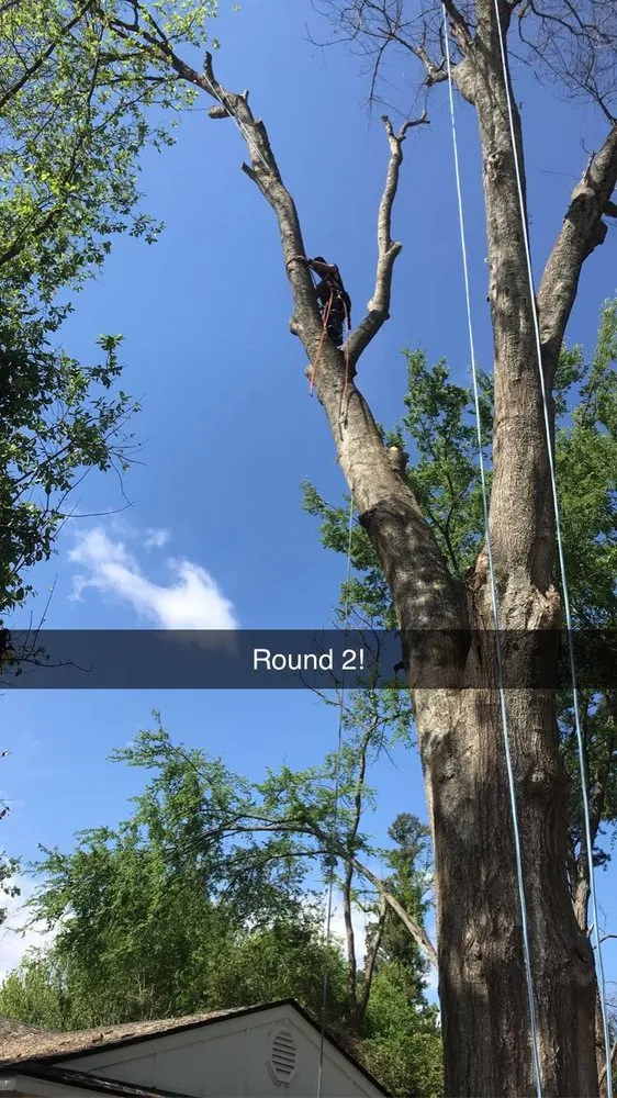 Local landscaping services for beautiful yards in Gladewater, TX by SM Tree Service