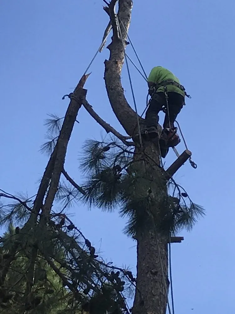Top-rated landscape installation for residential properties in Gladewater, TX by SM Tree Service