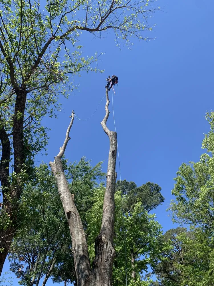 Local lawn care service for homes across Gladewater, TX - SM Tree Service