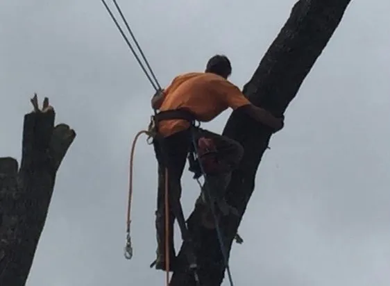 Local outdoor landscaping near you in Gladewater, TX by SM Tree Service