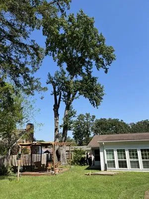 SM Tree Service