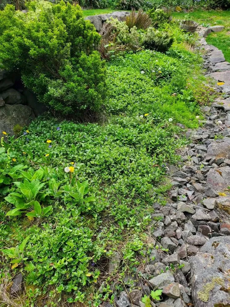 Reliable lawn care service experts serving Kent, WA - Small Guy Landscaping & Junk Removal