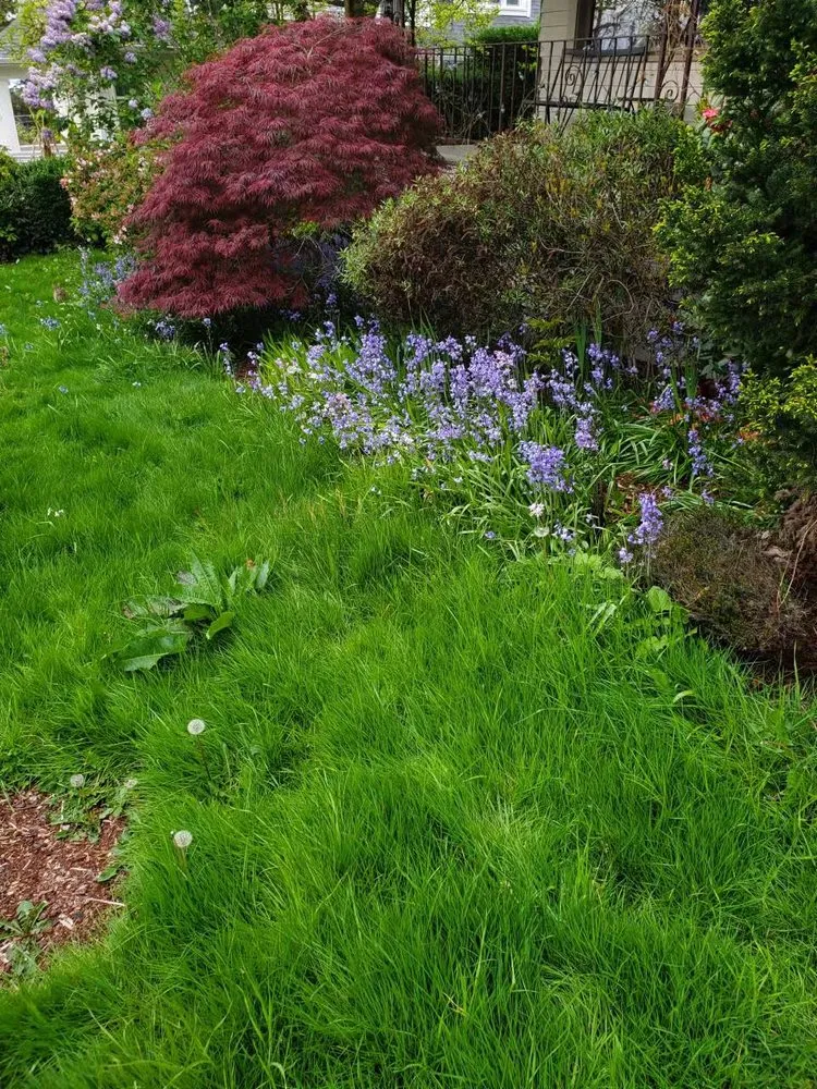 Professional landscape installation in Kent, WA - Small Guy Landscaping & Junk Removal