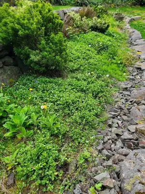 Small Guy Landscaping & Junk Removal