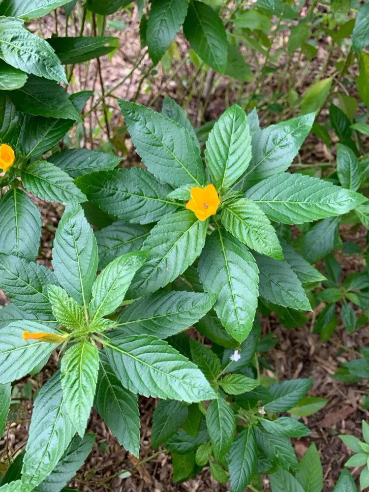 Reliable landscape design for outdoor upgrades across Inverness, FL - Small That's All Weeding and Planting Service