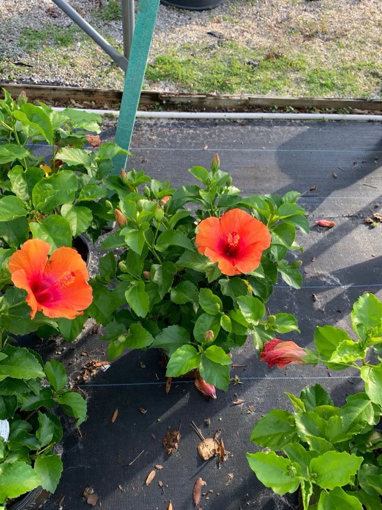 Affordable garden landscaping in Inverness, FL by Small That's All Weeding and Planting Service