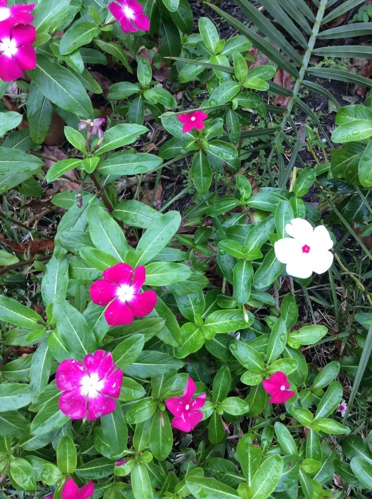 Local landscape design in Inverness, FL by Small That's All Weeding and Planting Service