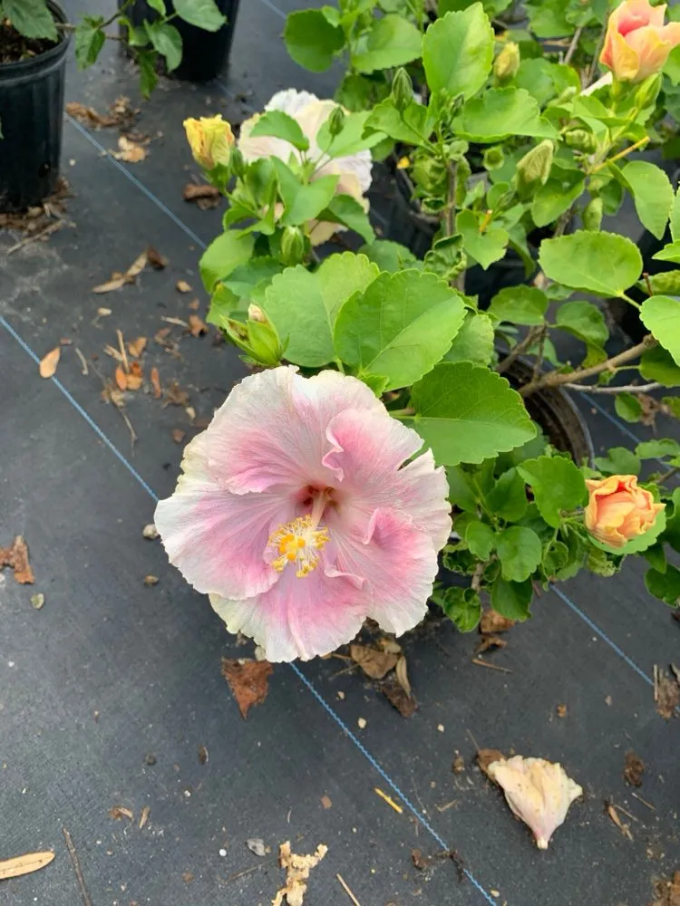 Reliable outdoor landscaping in Inverness, FL by Small That's All Weeding and Planting Service