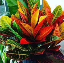 Expert lawn care service experts serving Inverness, FL - Small That's All Weeding and Planting Service