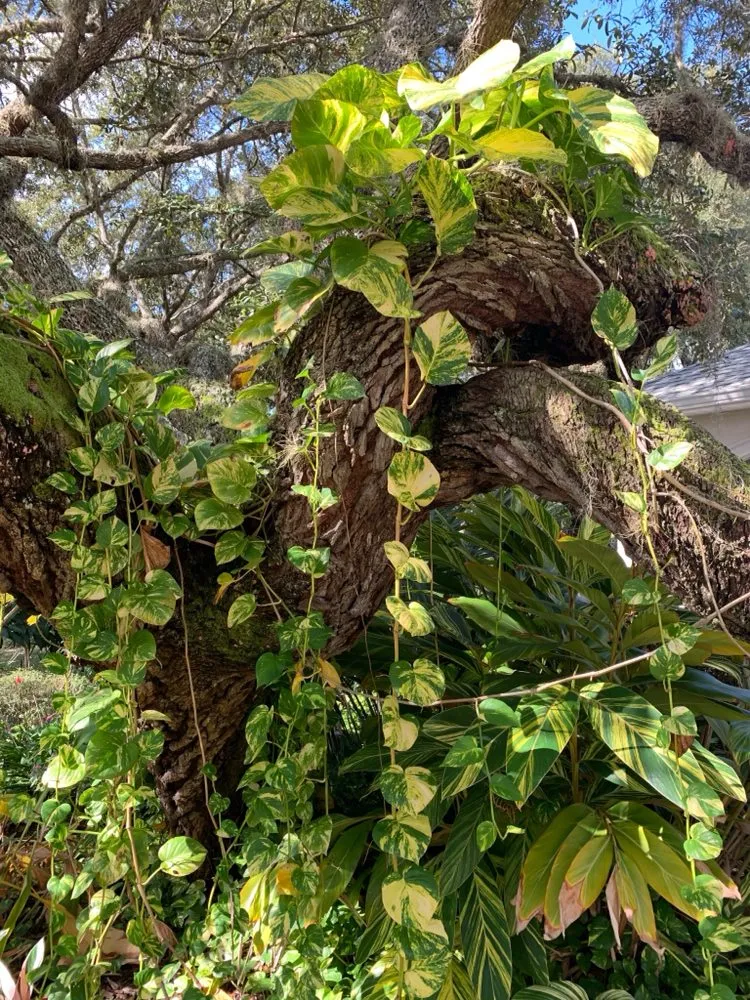 Reliable lawn mowing service experts serving Inverness, FL - Small That's All Weeding and Planting Service