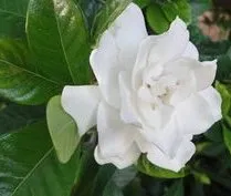 Affordable outdoor landscaping in Inverness, FL - Small That's All Weeding and Planting Service