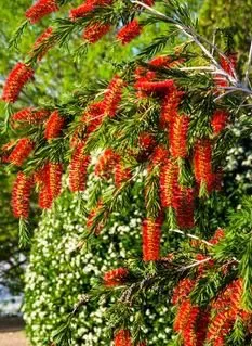 Reliable residential landscaping for year-round maintenance across Inverness, FL - Small That's All Weeding and Planting Service