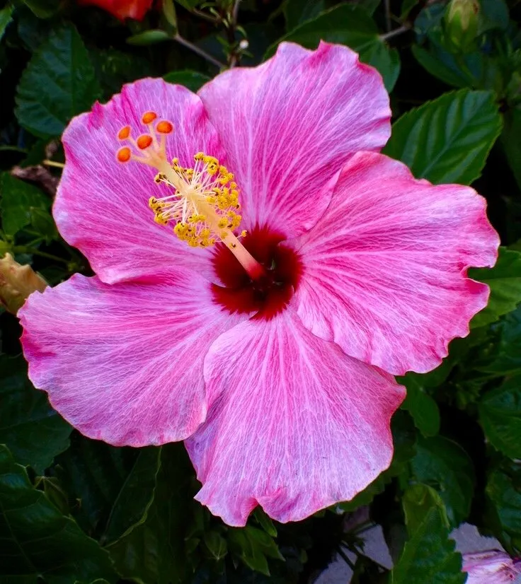 Trusted yard cleanup service for outdoor upgrades in Inverness, FL by Small That's All Weeding and Planting Service