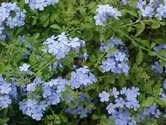 Custom lawn care service for outdoor upgrades in Inverness, FL by Small That's All Weeding and Planting Service