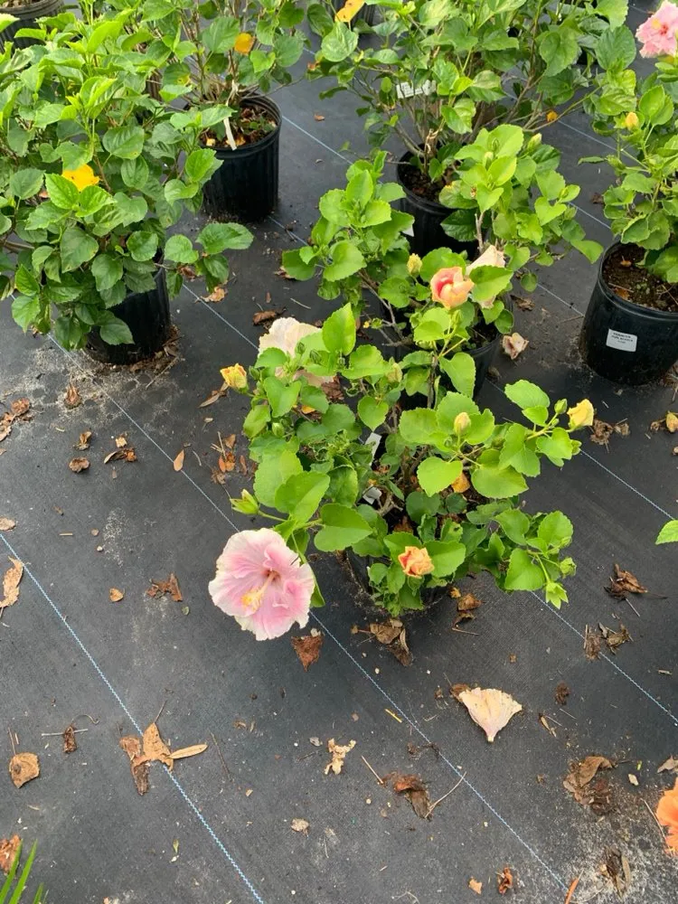 Trusted landscaping services near you in Inverness, FL by Small That's All Weeding and Planting Service