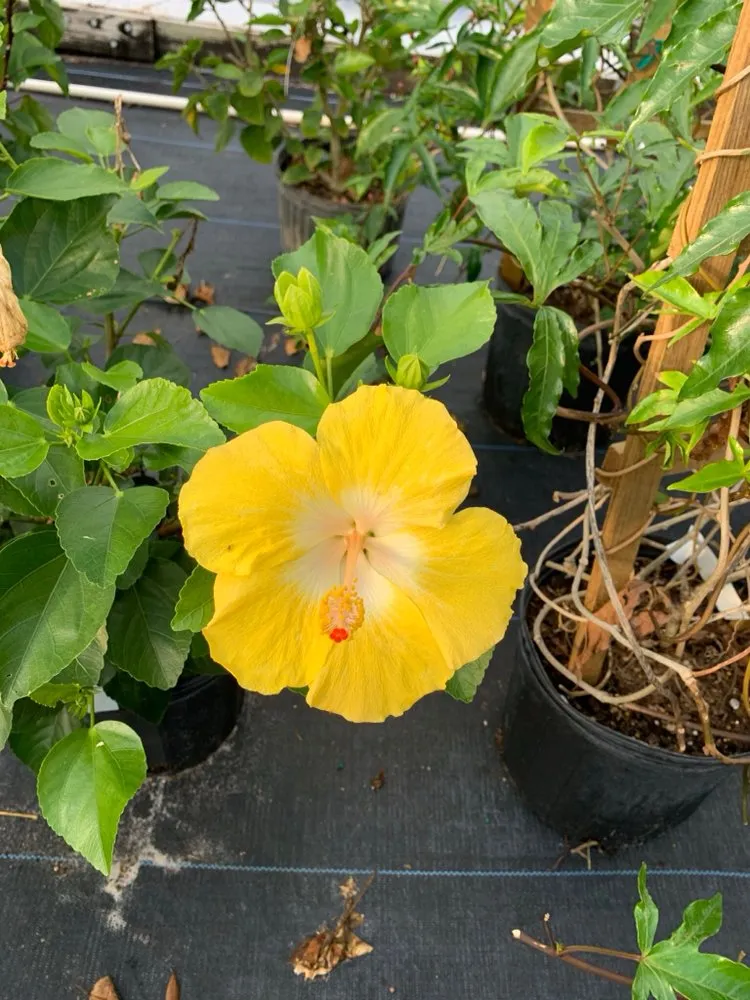 Local landscape installation experts serving Inverness, FL - Small That's All Weeding and Planting Service