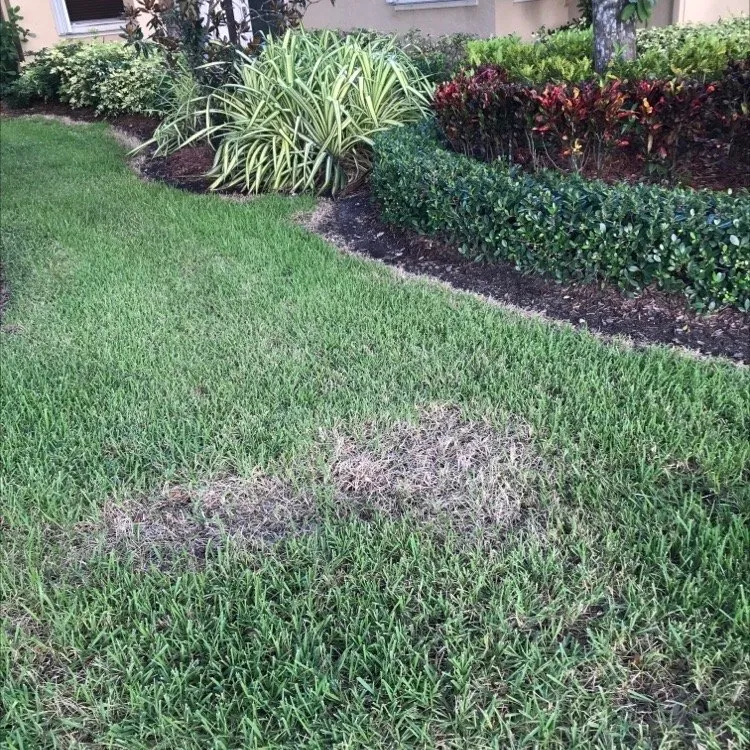 Professional landscaping services for beautiful yards in Davie, FL by Smart Choice Landscape