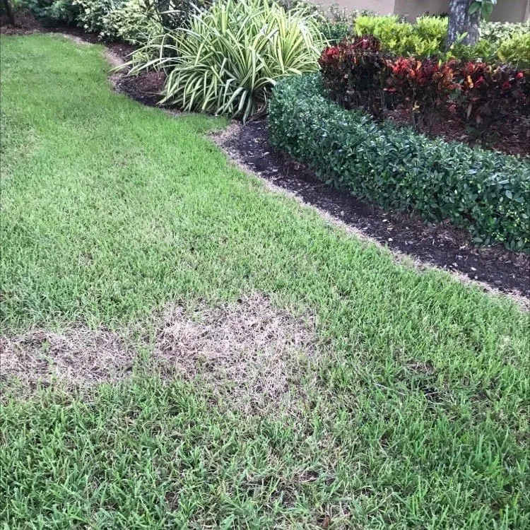 Local lawn care service in Davie, FL - Smart Choice Landscape