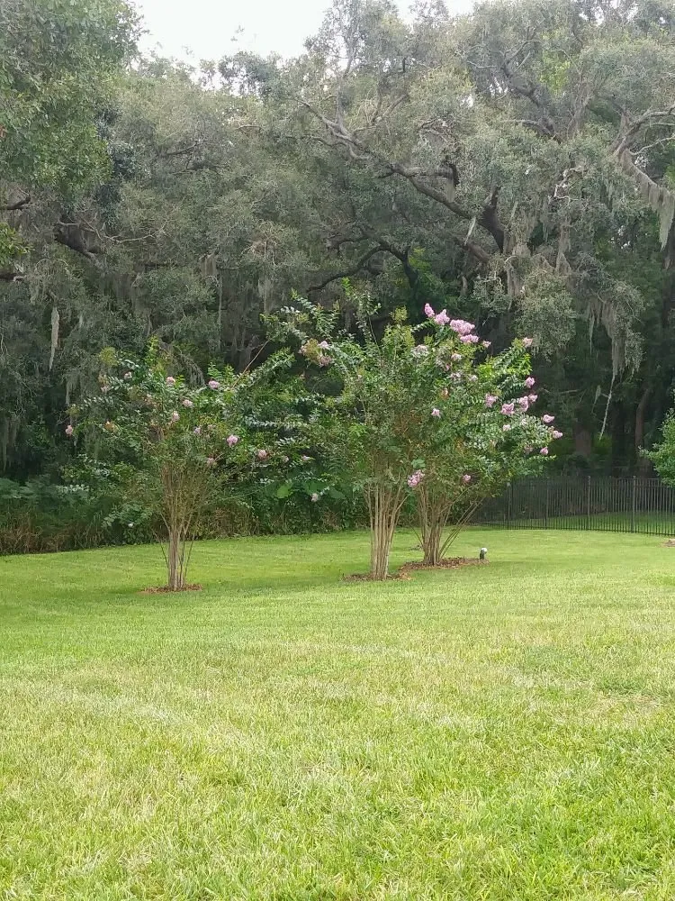 Affordable yard cleanup service in Palm Harbor, FL - Smart choice lawn care