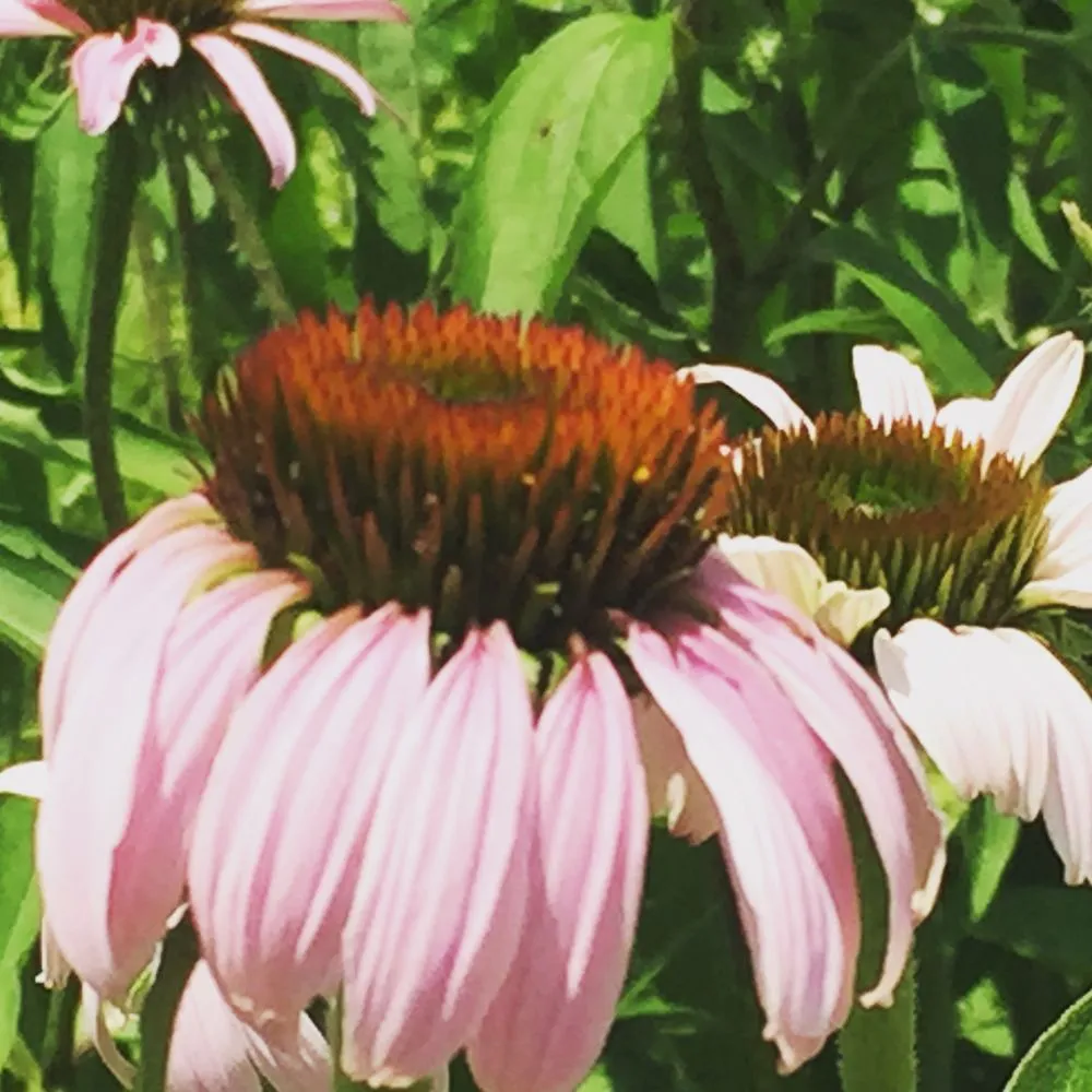 Expert residential landscaping with custom design across Greenfield, IN - Smart Field Services