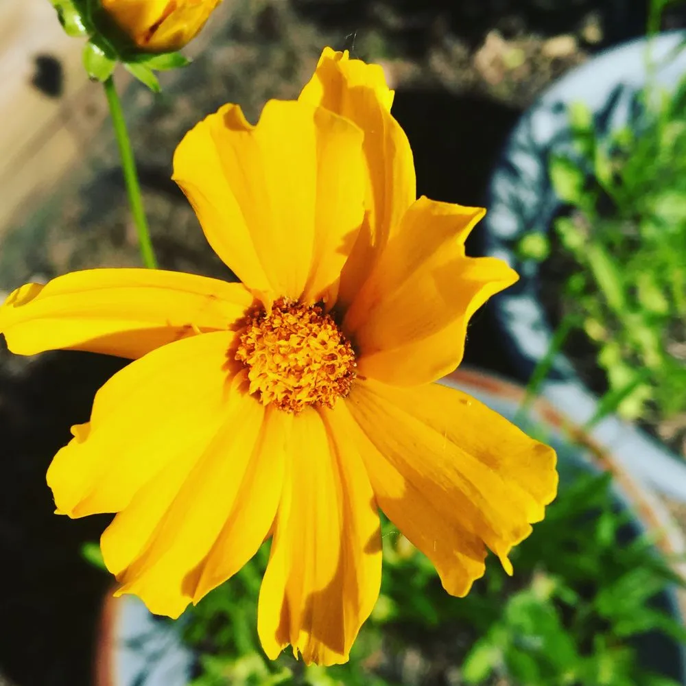 Trusted landscape installation for homes in Greenfield, IN by Smart Field Services