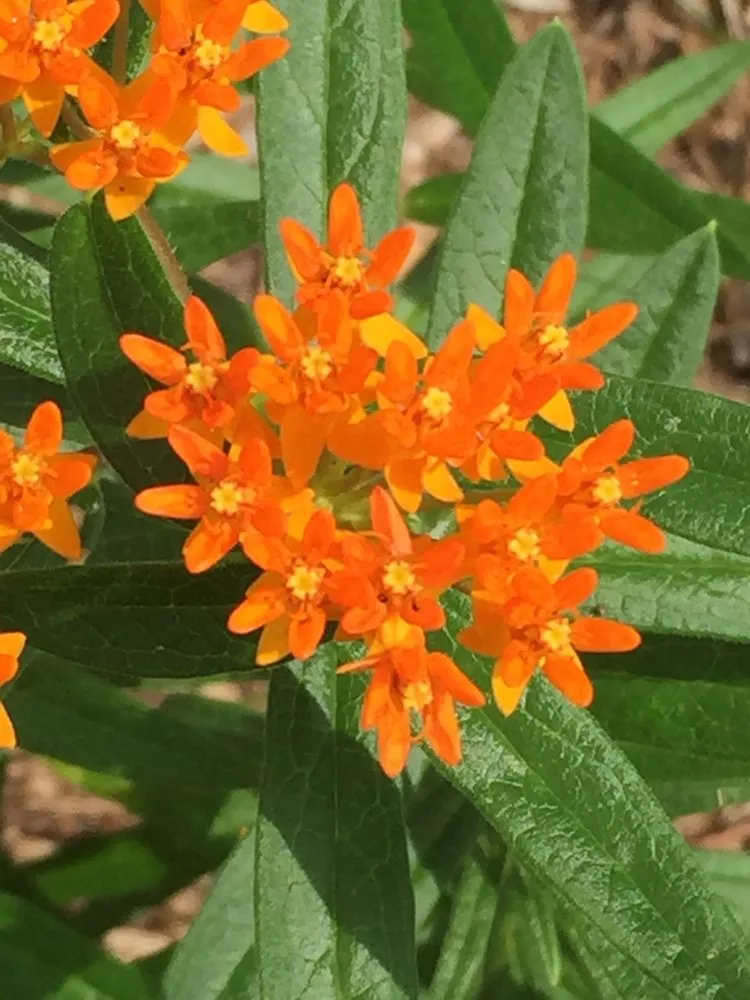 Expert yard cleanup service for residential properties across Greenfield, IN - Smart Field Services