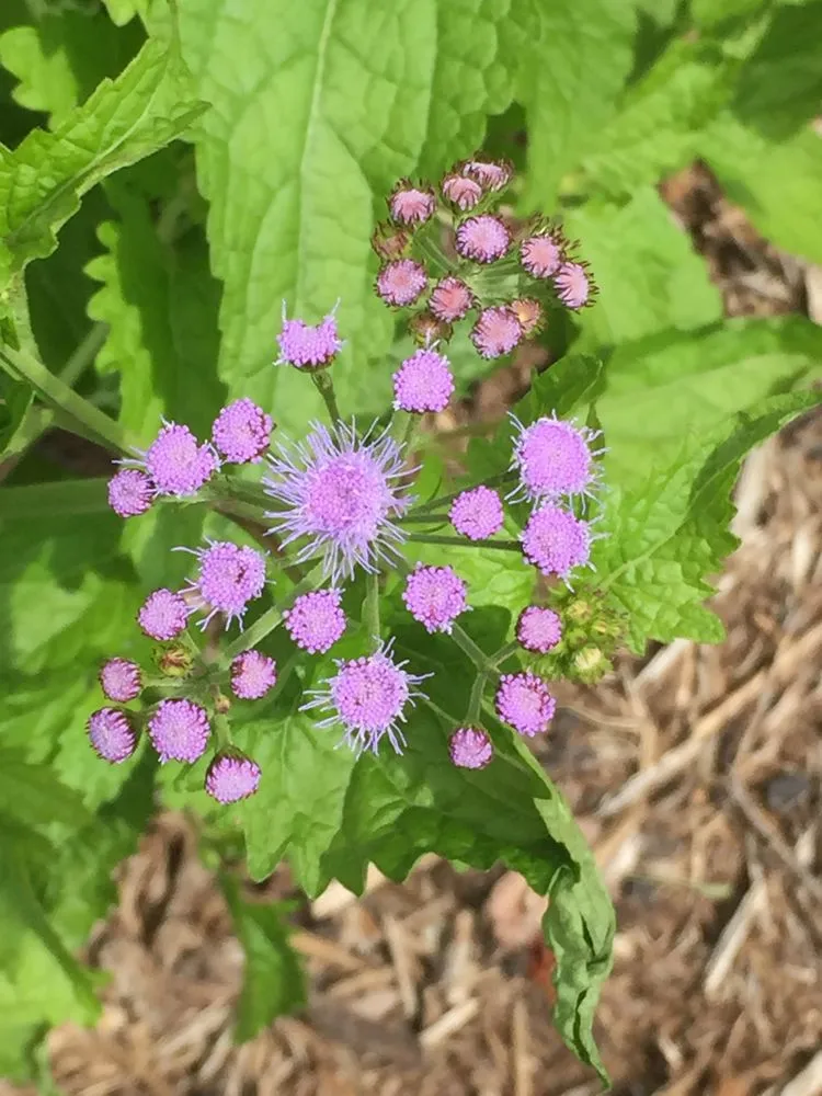 Professional yard maintenance experts serving Greenfield, IN - Smart Field Services