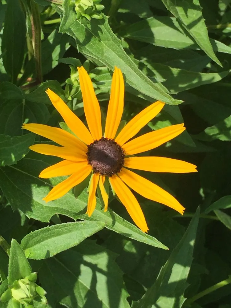 Trusted landscaping services in Greenfield, IN - Smart Field Services