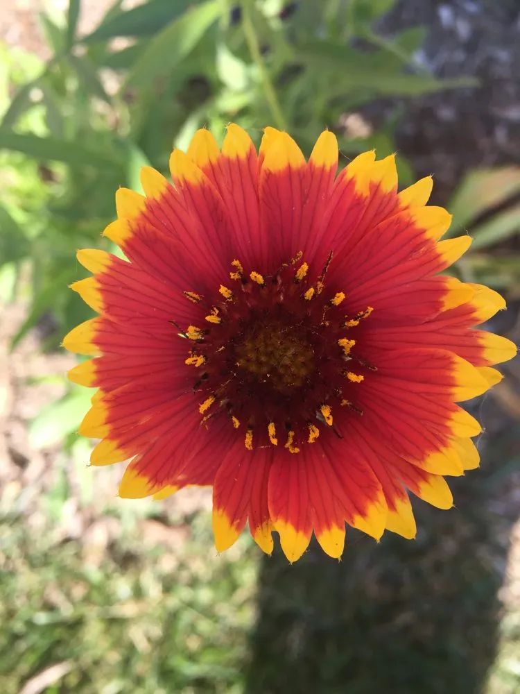 Professional landscaping services in Greenfield, IN by Smart Field Services