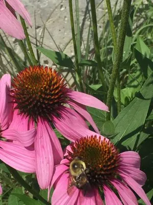 Smart Field Services Logo