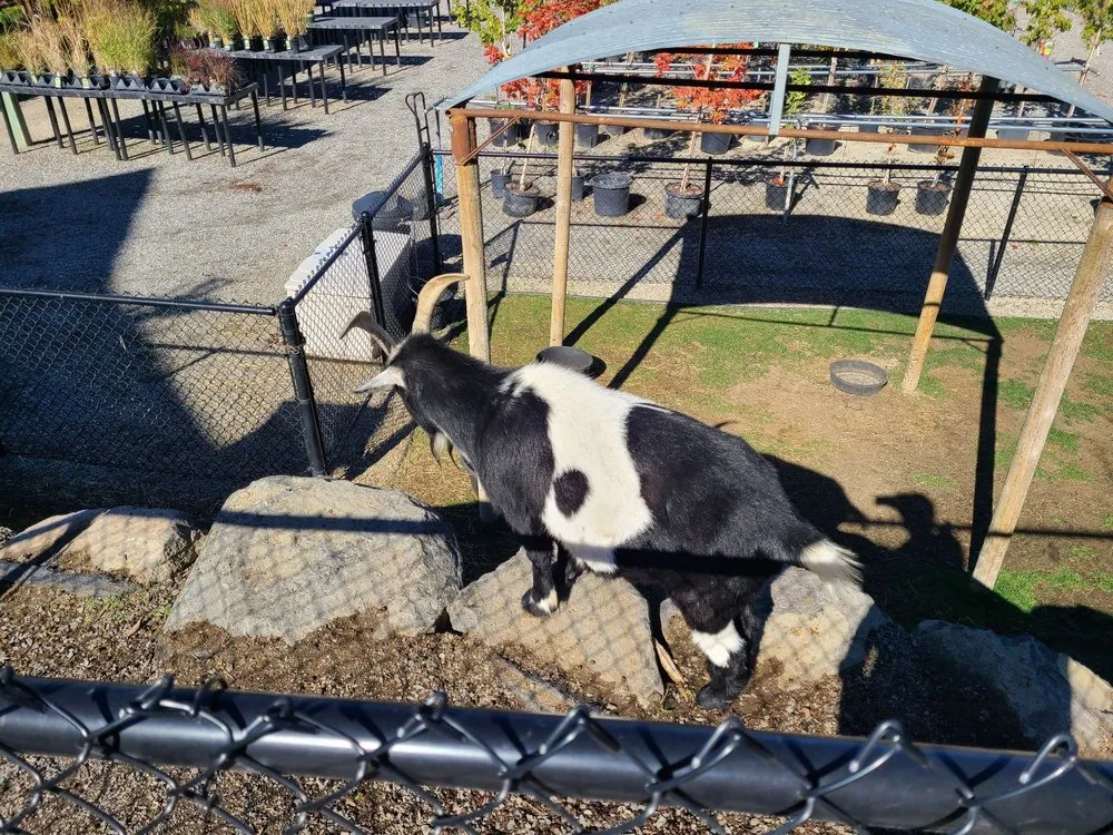 Custom yard maintenance for residential properties in Spokane, WA by Smart Gardens