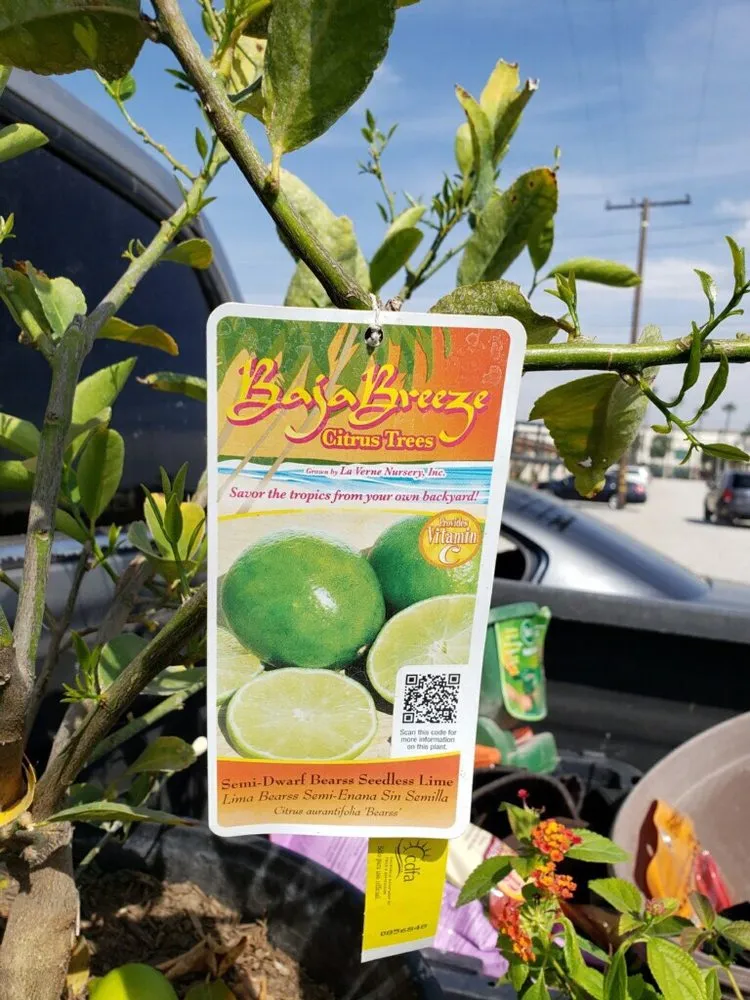 Trusted lawn care service in Fontana, CA by Smart Landscaping