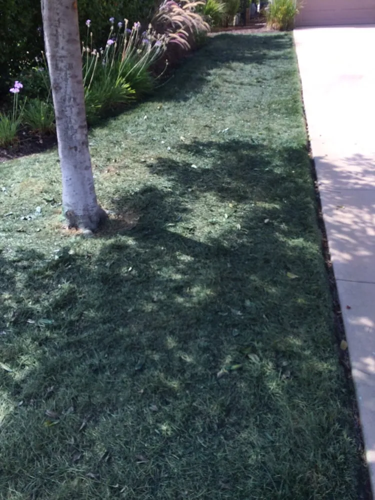 Trusted landscape installation for outdoor upgrades in San Diego, CA by Smart Lawn Painting