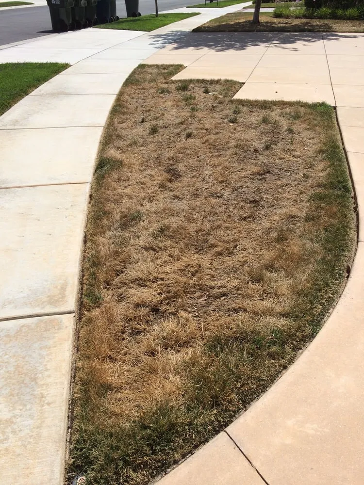 Affordable landscape installation in San Diego, CA by Smart Lawn Painting