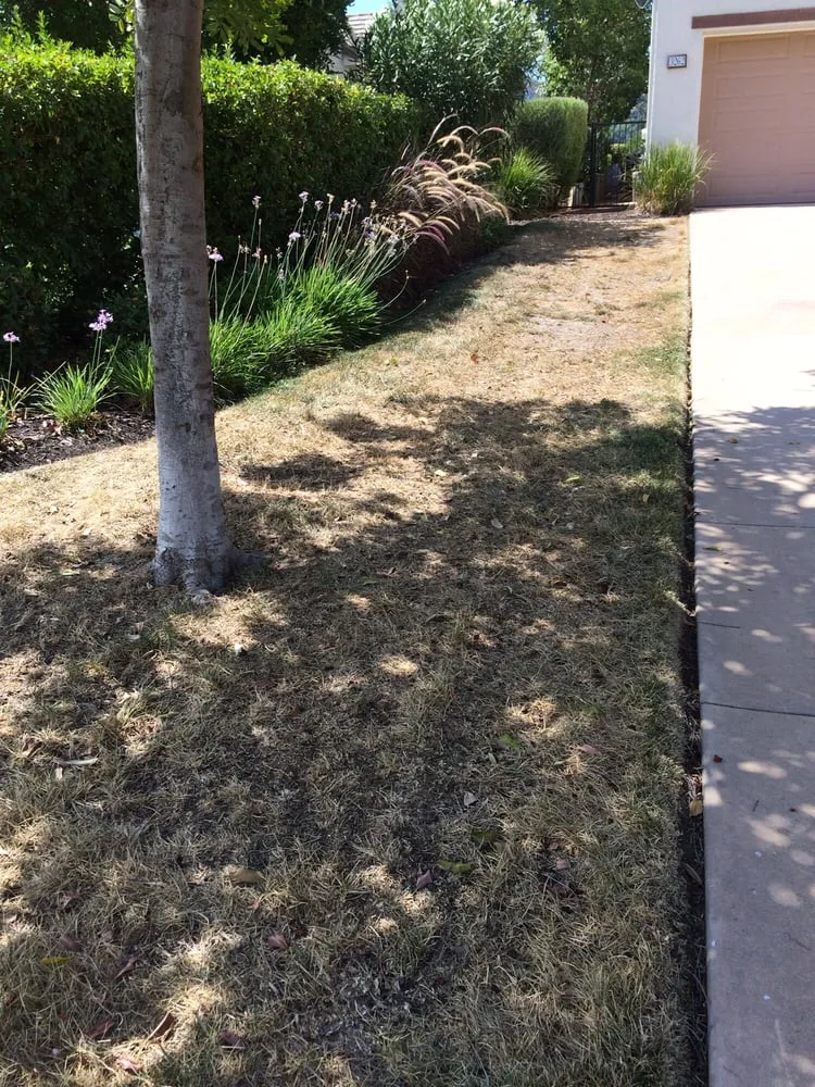 Expert residential landscaping in San Diego, CA by Smart Lawn Painting