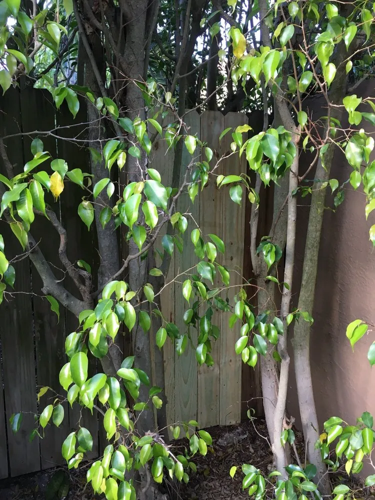 Top-rated landscape design in Davie, FL - Smart Patio