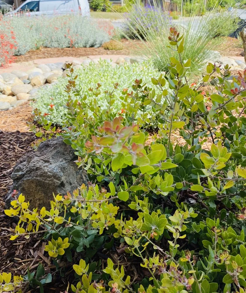 Expert yard cleanup service for outdoor upgrades in San Jose, CA by Smart Yards Co-op