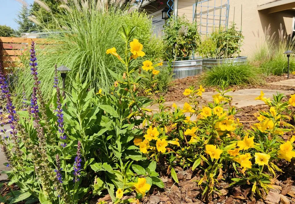 Professional garden landscaping in San Jose, CA by Smart Yards Co-op