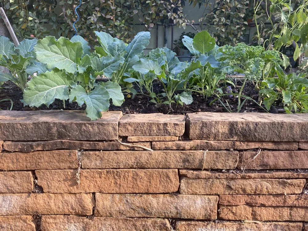 Reliable yard cleanup service in San Jose, CA by Smart Yards Co-op