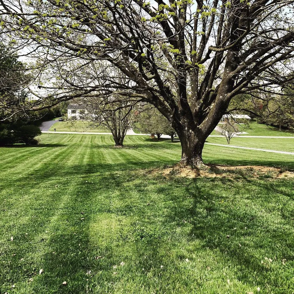 Reliable yard cleanup service for beautiful yards across Abingdon, VA - SmartGrass Lawn Care