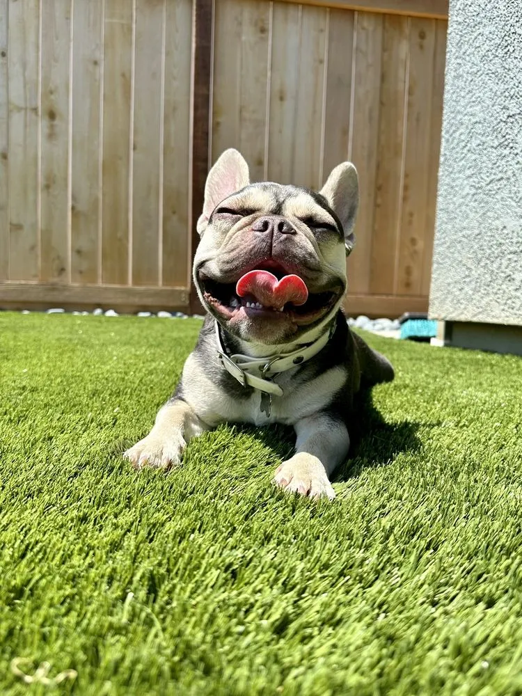 Custom outdoor landscaping for homes across Lincoln, CA - Smartscape Turf Innovations