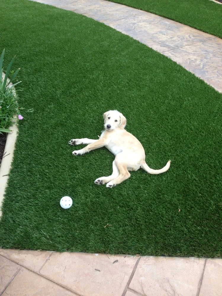 Custom landscaping services in San Diego, CA by Smartscapes