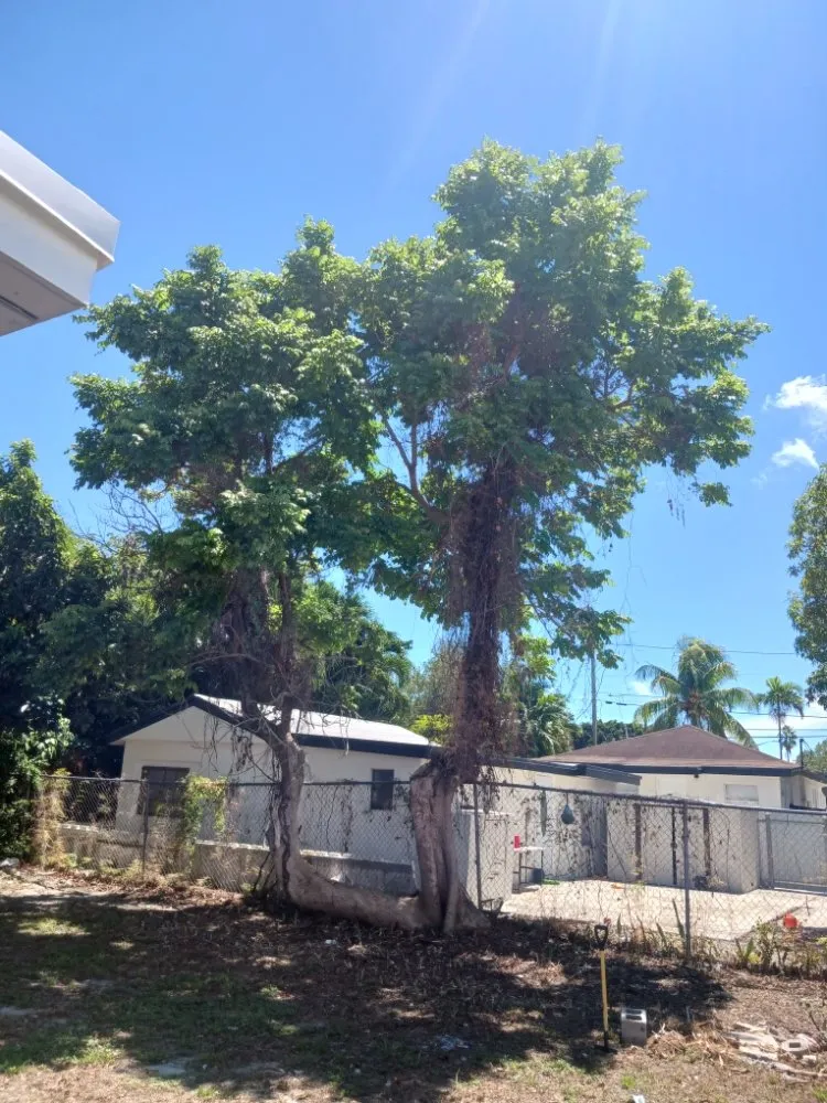 Professional yard maintenance with custom design in Opa-locka, FL by Smiff And Son Landscaping