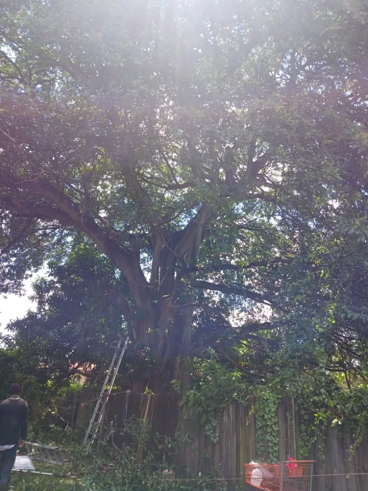 Custom yard cleanup service for beautiful yards across Opa-locka, FL - Smiff And Son Landscaping