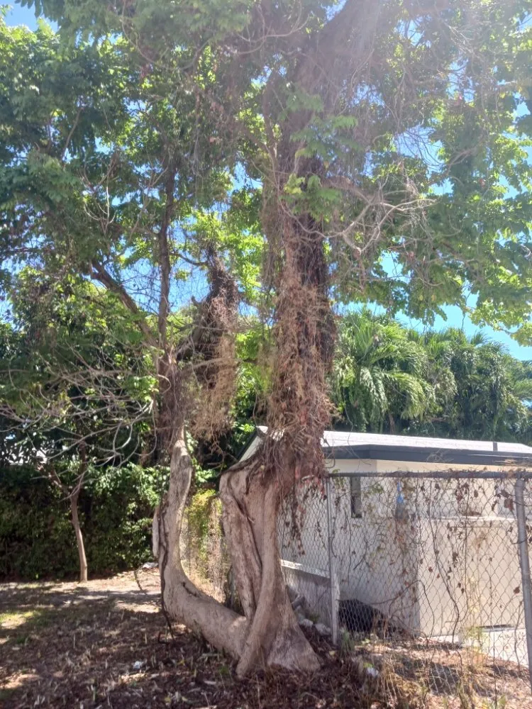 Custom garden landscaping for beautiful yards across Opa-locka, FL - Smiff And Son Landscaping