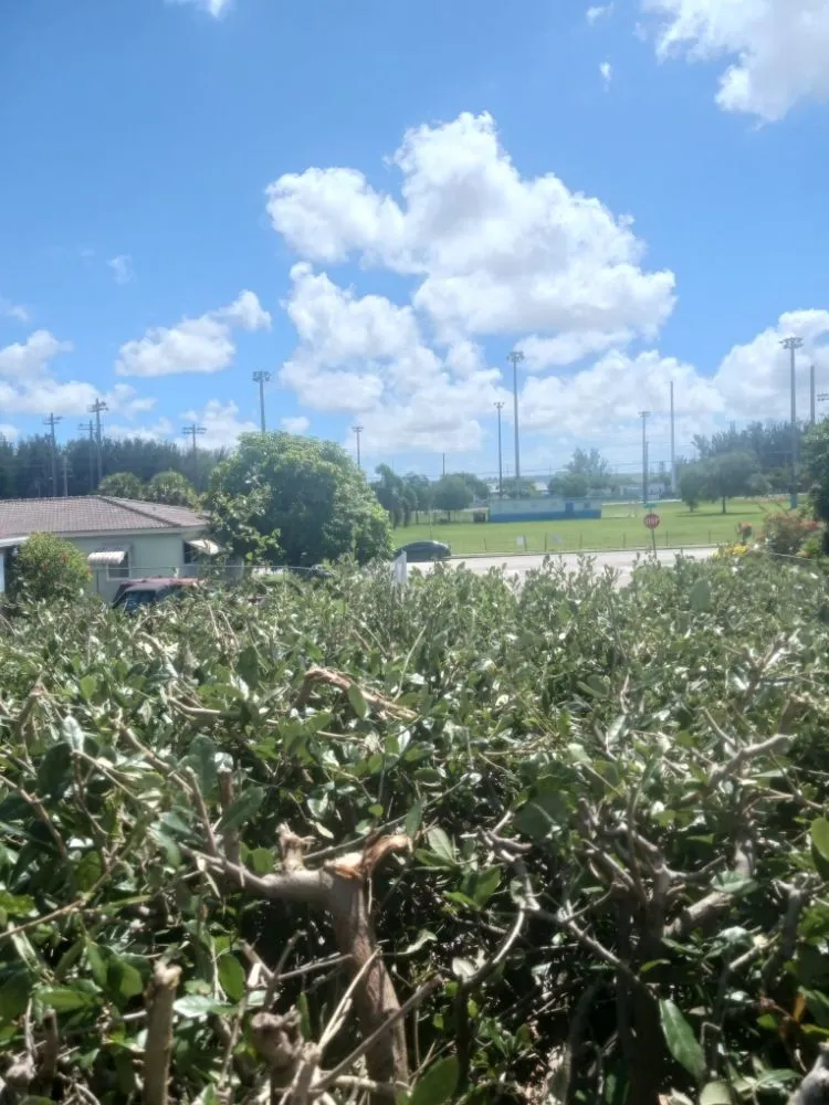 Reliable yard maintenance experts serving Opa-locka, FL - Smiff And Son Landscaping