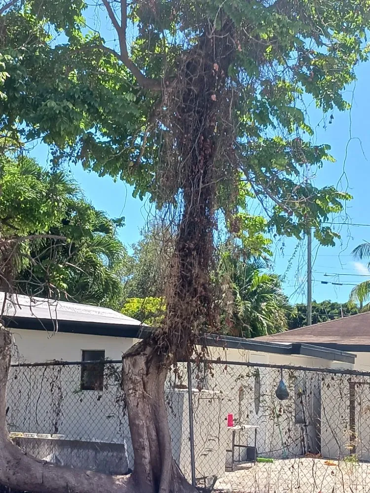 Custom landscape installation for outdoor upgrades in Opa-locka, FL by Smiff And Son Landscaping