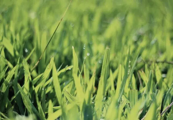Smile Green