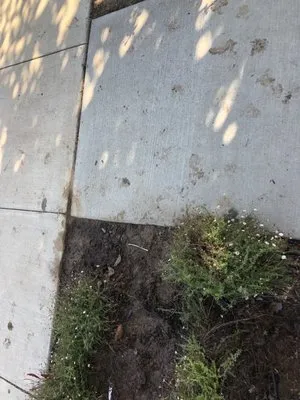 Smith & Enright Landscaping Logo